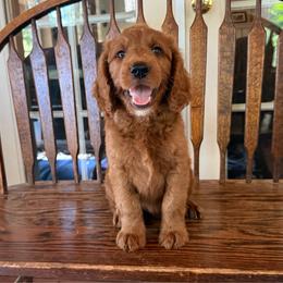 Tex, Peach Collar - Red  male Goldendoodle puppy in Grass Valley, California from CaliDoodles