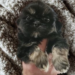 Draco - Black and tan male Shih Tzu puppy in Jacksonville, Florida from Shih Tzus of Jacksonville