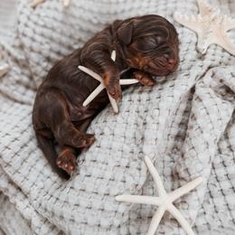 Peace - Chocolate male Cavapoo puppy in Cookeville, Tennessee from Gravelle Family Farm