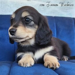 Grace - Black and cream female Dachshund puppy in Grants Pass, Oregon from vom Treuen Wachter