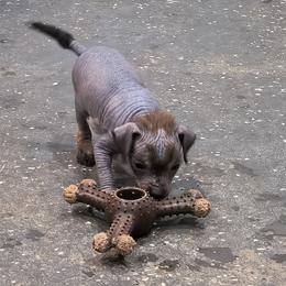 Jean - Chocolate male Chinese Crested puppy in Frederick, Maryland from Lovable Cresteds