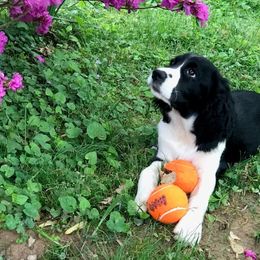 English Springer Spaniel Puppies from Brandywine Springers