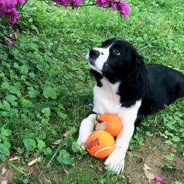 English Springer Spaniel Puppies from Brandywine Springers
