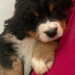 Hyacinth - Black rust and white female Bernese Mountain Dog puppy in Fountain, North Carolina from Stargirl Bernese Mountain Dogs