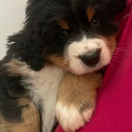 Hyacinth - Black rust and white female Bernese Mountain Dog puppy in Fountain, North Carolina from Stargirl Bernese Mountain Dogs