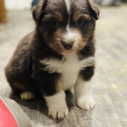 Aussiedoodle and Australian Shepherd Puppies from SS Australian Shepherds