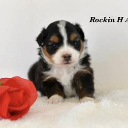 BTM 2 - Black tri male Toy Australian Shepherd puppy in Russellville, Arkansas from Rockin H Aussies