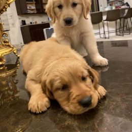 Golden Retriever Puppies from River Oaks Golden Retrievers