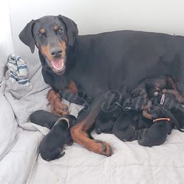Doberman Pinscher Puppies from KB's Dobermans