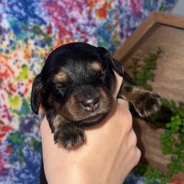 Skye - Black and tan female Dachshund puppy in Lumberton, Mississippi from Doris’ Darlin Doxies & Doodles
