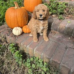 Poodle Puppies from Leaning T Ranch