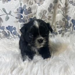 Boy 1 - Black and white male Shih Tzu puppy in Tenino, Washington from Fantasy Realm Shih Tzus