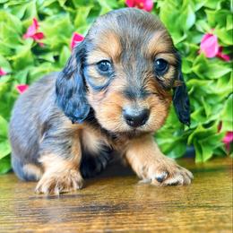 Willa 3200 - Red female Dachshund puppy in Sylvania, Alabama from Yancey’s Doxies