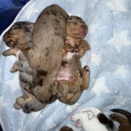 Dachshund Puppies from 208 Weenies