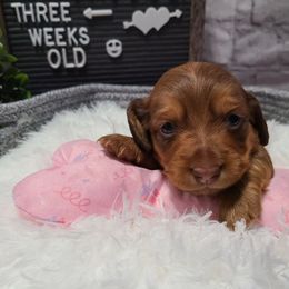 Dachshund Puppies from Mini Dachshunds of Northeast Arkansas