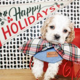Cooper - Buff and white male Cocker Spaniel puppy in Rattan, Oklahoma from Double M Cocker Spaniels