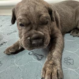 Thor - Gray brindle male Cane Corso puppy in Pollock Pines, California from Capitol City Cane Corso