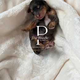 Australian Labradoodle and Bernedoodle Puppies from The Poodle Co. Raising Doodles & Poodles