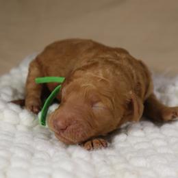 Cherie (Green Collar) - Cream female Goldendoodle puppy in Palmetto Bay, Florida from SOMIDOODLES