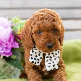 Boy 1 - Red  Goldendoodle puppy in Riverton, Utah from Utah Doodlebug