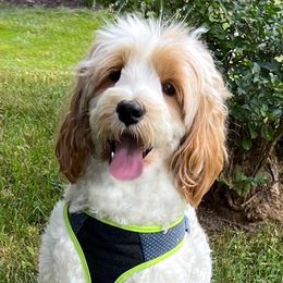Emmy - Goldendoodle