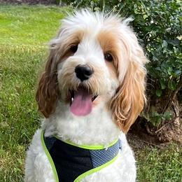 Emmy - Goldendoodle