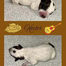 Hector - Red mottled male Australian Cattle Dog puppy in Seneca, Missouri from MO Morningstar Heelers