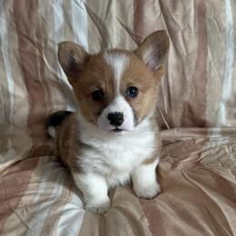 Cavapoos, Dachshunds, and Pembroke Welsh Corgis from Patrick's Puppies