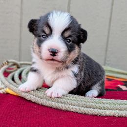 Beatrice - Black and tan female American Corgi puppy in Shawnee, Oklahoma from Sunray Ranch