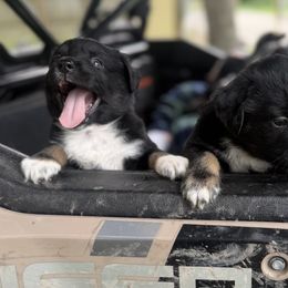 Miniature Australian Shepherd Puppies from Peace Creek Aussies