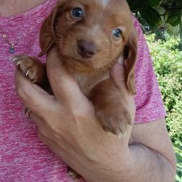 Meeka - Red male Dachshund puppy in Uhrichsville, Ohio from Stillwater Dachshunds
