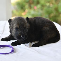 Purple - Sable female German Shepherd puppy in Louisburg, North Carolina from C6 Ranch & Shepherds