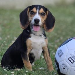 Beagles from Rustic Farm Sporting Beagles