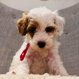 Pink Collar - Parti female Goldendoodle puppy in Miami, Florida from GoldStar Doodles USA