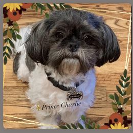 Charlie - Shih Tzu