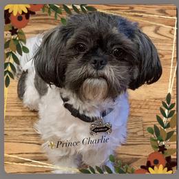 Charlie - Shih Tzu