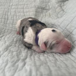 Tricks - Merle female Sheepadoodle puppy in Buford, Georgia from Guppy Puppies