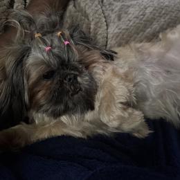 Groot - Shih Tzu