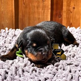 Rottweiler Puppies from Black Diamond Excellence