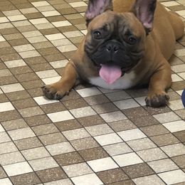 Teddy - French Bulldog