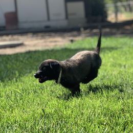 Belgian Malinois Puppies from Tehachapi Malinois