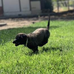 Belgian Malinois Puppies from Tehachapi Malinois