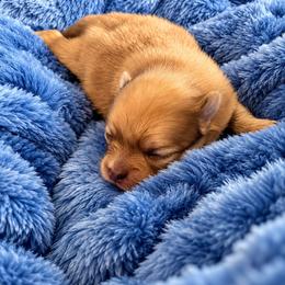 Daisy - Orange sable female Pomeranian puppy in Lumberton, Mississippi from Piney Woods Pomeranians