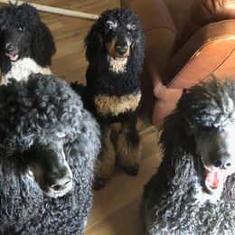 Havanese and Poodles from Lone Tree Havanese