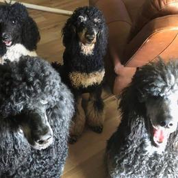 Havanese and Poodles from Lone Tree Havanese
