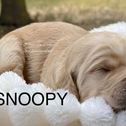 Goldendoodle Puppies from O’Doodle Clan Goldendoodles