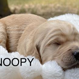 Goldendoodle Puppies from O’Doodle Clan Goldendoodles