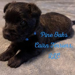 Cairn Terrier Puppies from Pine-Oaks Cairn Terriers, LLC