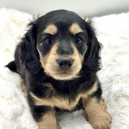 Stevie - Black and cream female Dachshund puppy in Exeter, California from Sawtooth Miniature Dachshunds