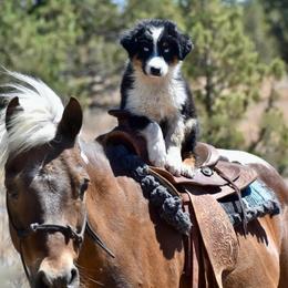 Reece - Black tri-color male Australian Shepherd puppy in Prineville, Oregon from KC’s Aussies